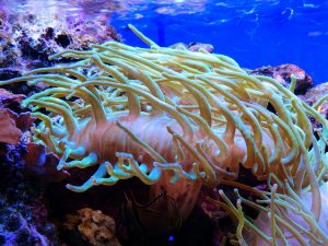 becoming aware and using one's energy could leave you feeling like a sea anemone